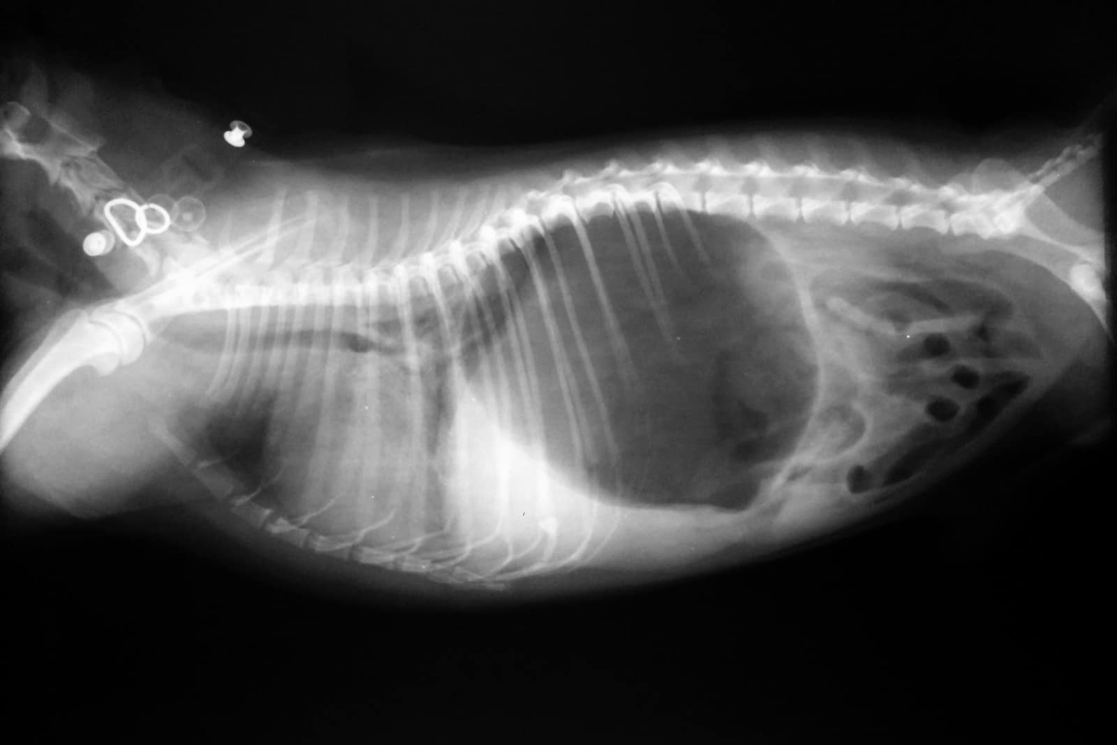 x-ray of a dog with Gastric dilatation volvulus