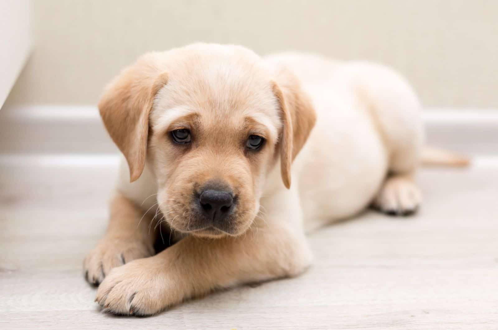 yellow labrador puppy lying on the floor