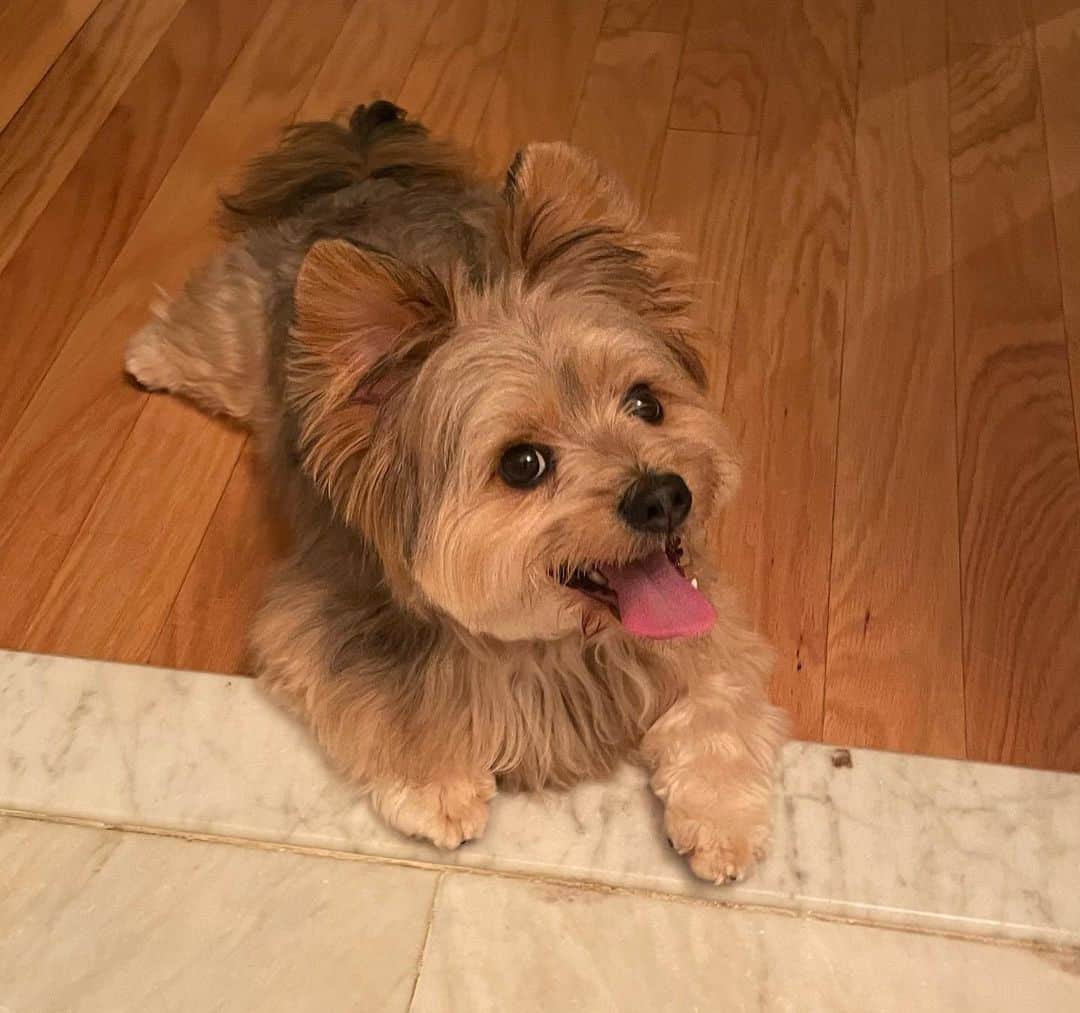 yorkie pomeranian mix