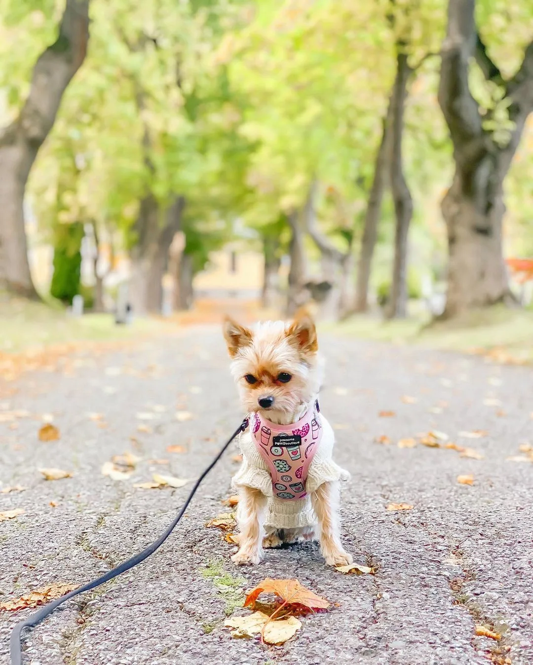 yorkiepom in a park