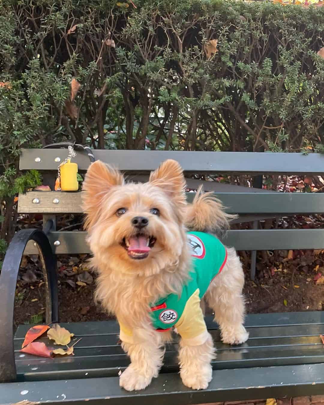 yorkiepom on a bench