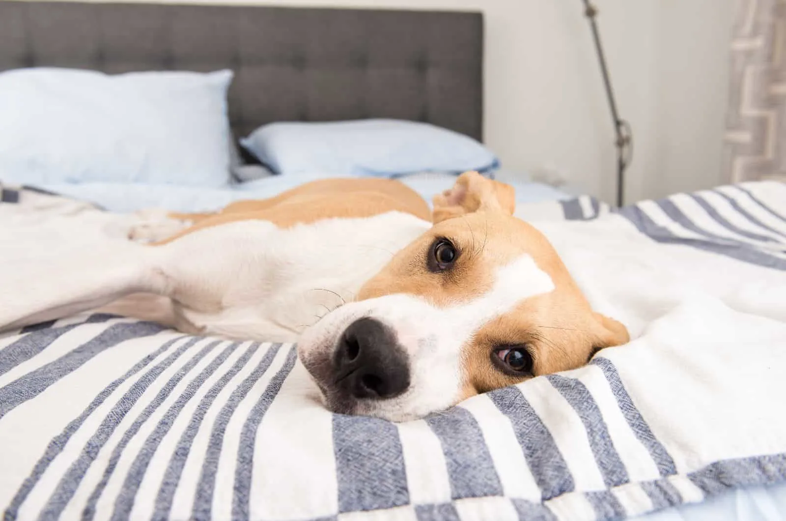 Why does my dog purr? young fawn white dog relaxing and purring