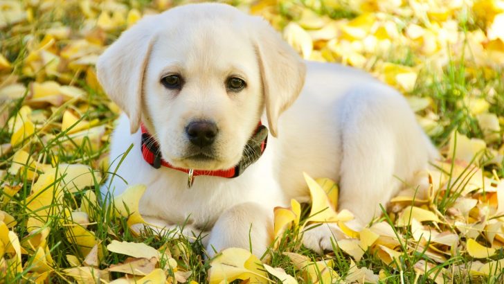 10 Reputable English Labrador Breeders In The States