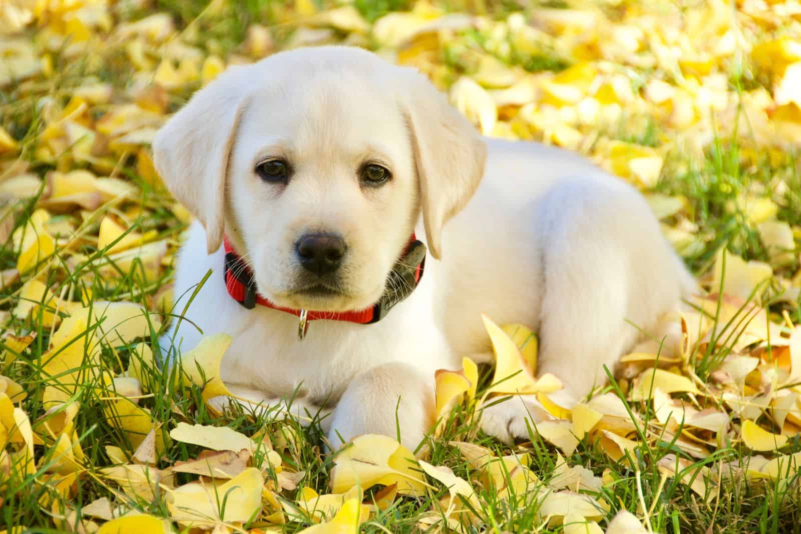 cute english labrador puppy lying on leaves