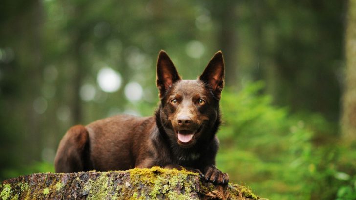 11 Australian Kelpie Mixes — Best Working Dogs