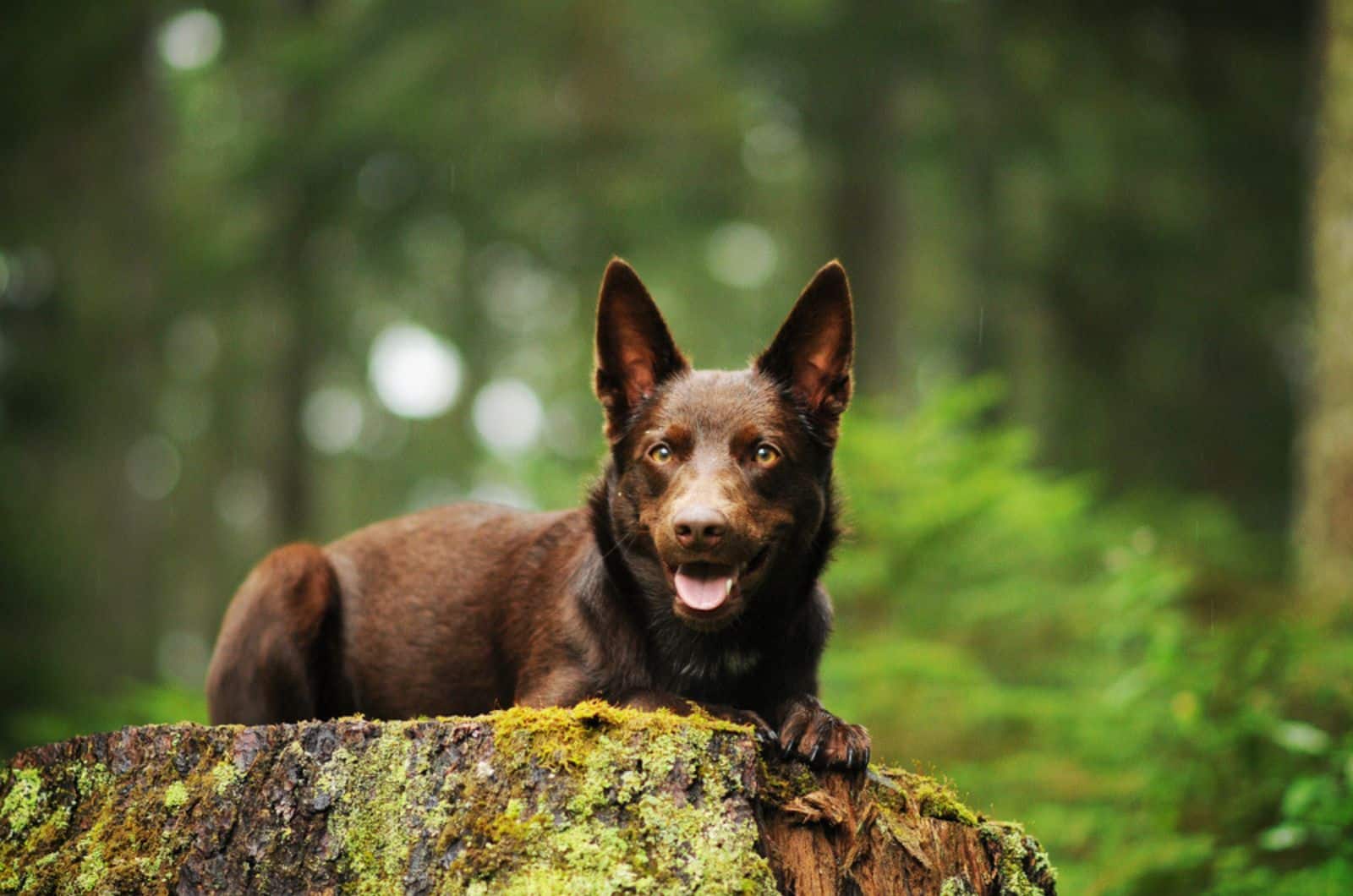 11 Australian Kelpie Mixes — Best Working Dogs