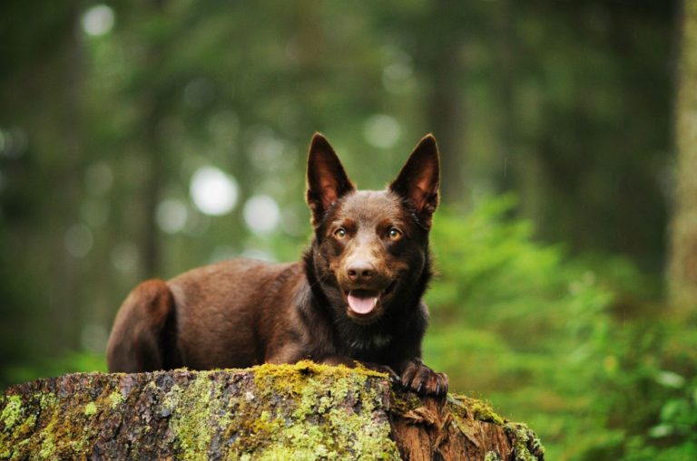 australian kelpie in the forest