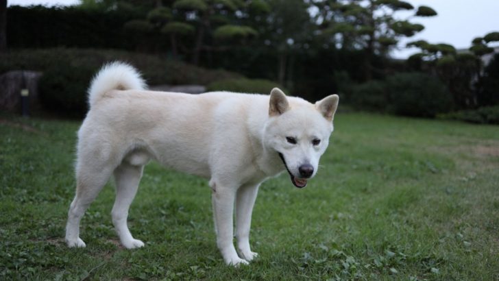 12 Jindo Mixes You Never Heard Of