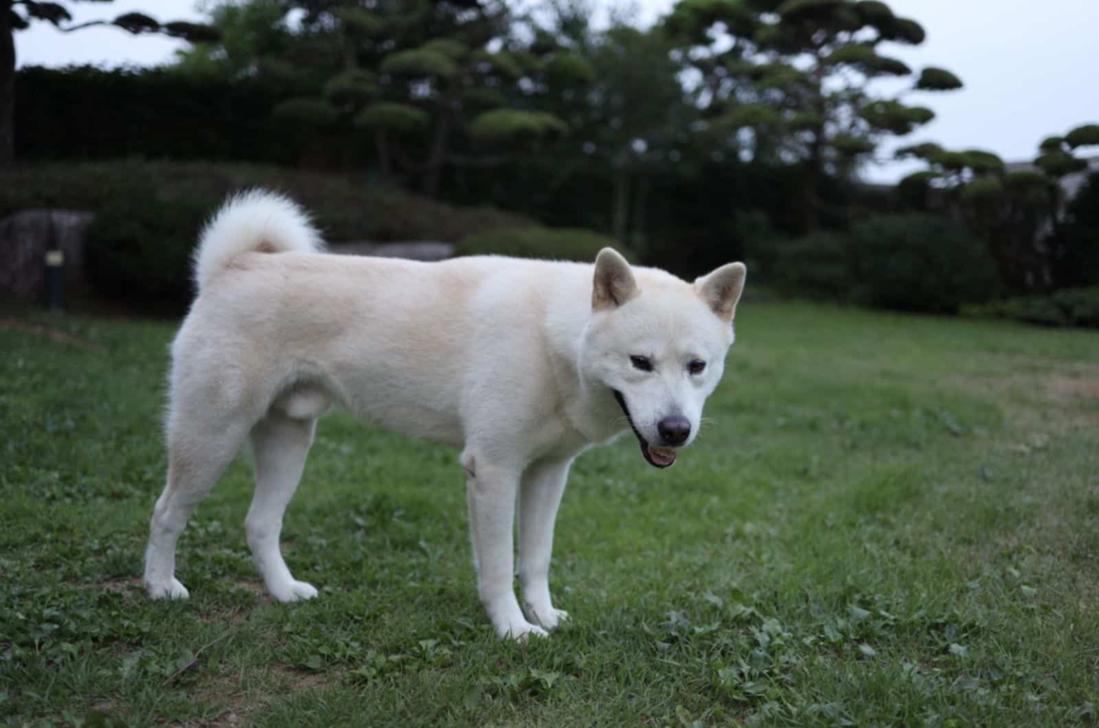 white korean jindo and pungsan mix dog