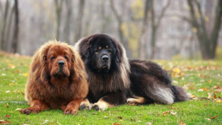 12 Tibetan Mastiff Colors That Will Definitely Break The Bank