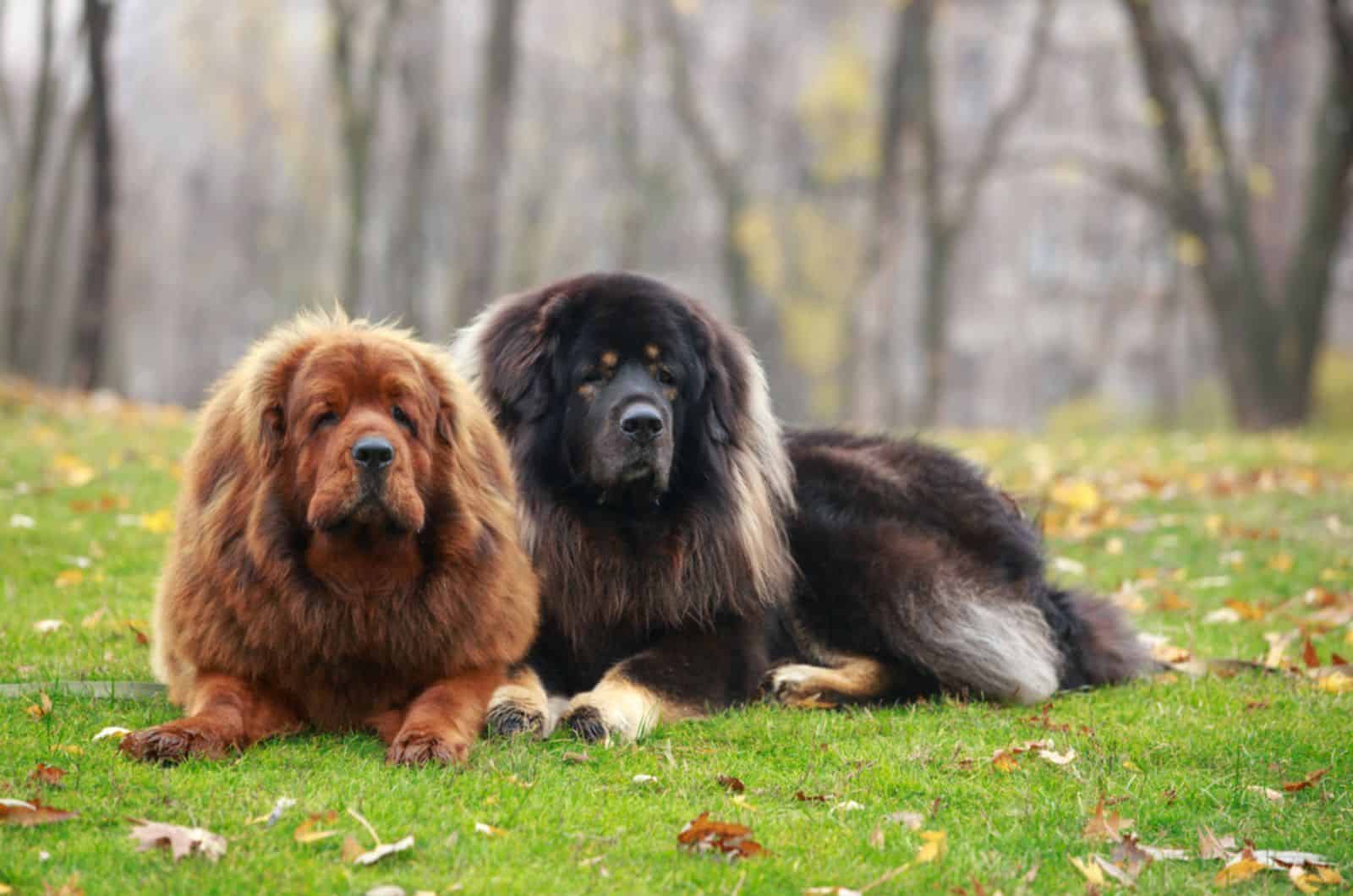 two tibetan mastiff dogs lying in the park