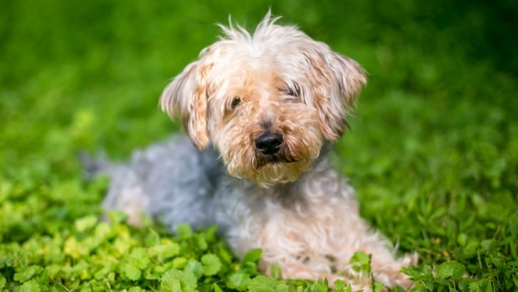 12 Yorkie Poo Haircuts That Are Trending Right Now