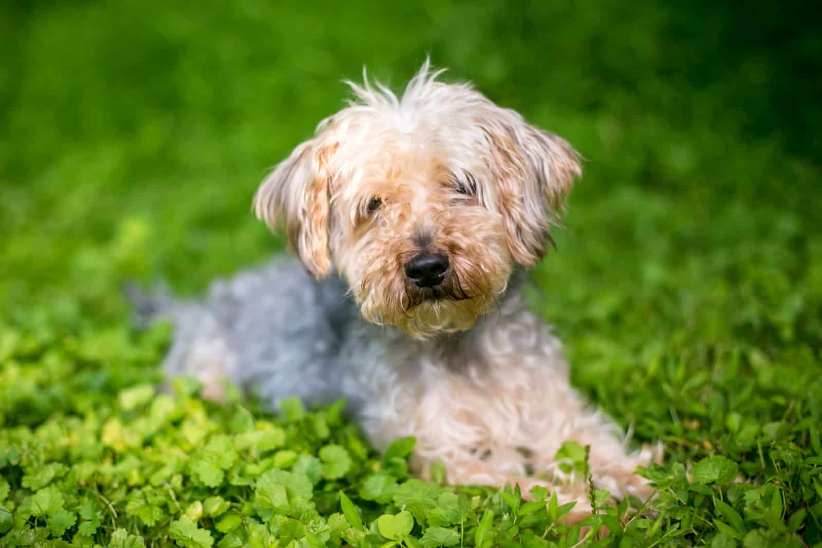 yorkie poo lying in grass