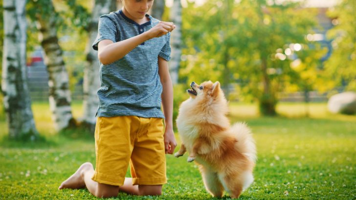 13 Best Toys For Pomeranian Puppies Entertainment And Health
