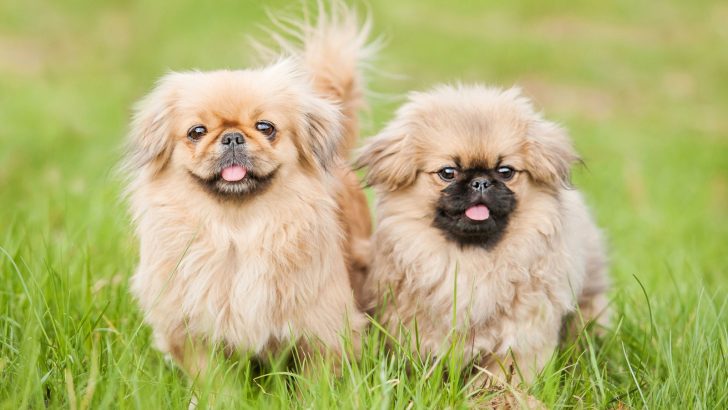 14 Pekingese Colors And Color Combinations, And 7 Markings