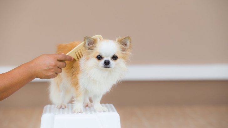 15 Best Brush For Chihuahua Coats To Look Nice And Smooth