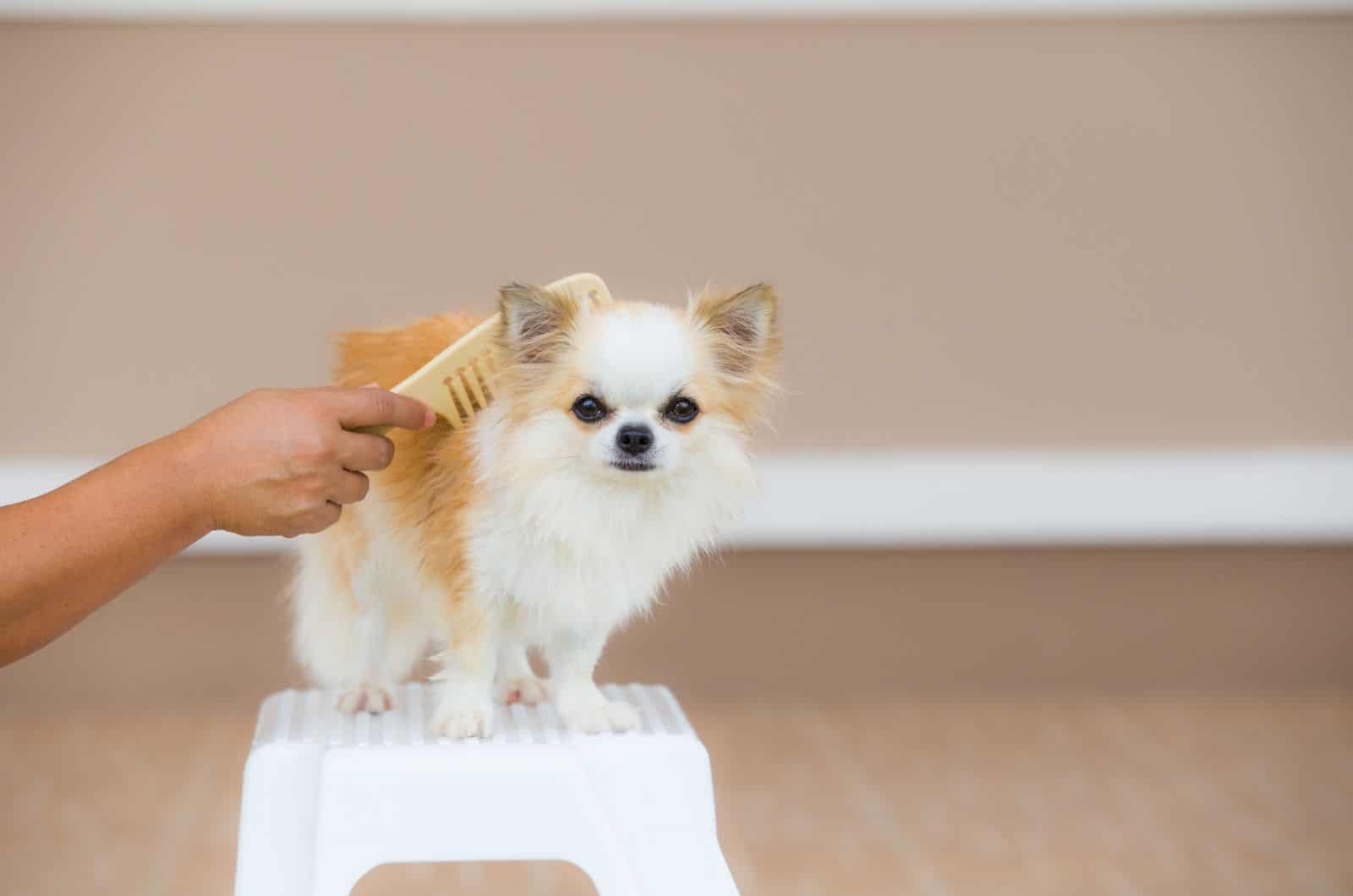 owner brushing Chihuahua's coat