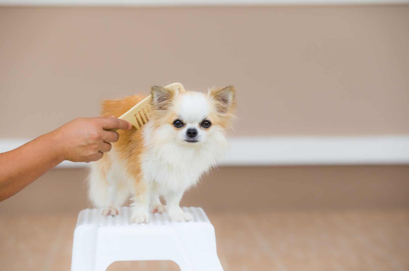 15 Best Brush For Chihuahua Coats To Look Nice And Smooth