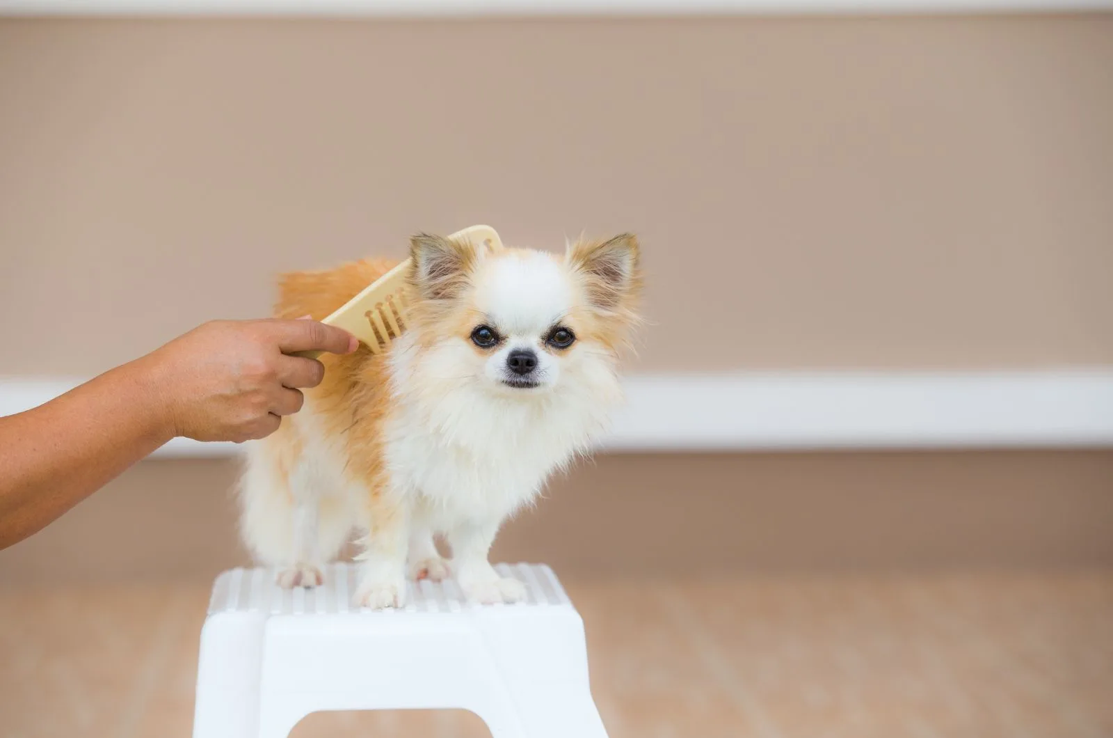 owner brushing Chihuahua's coat