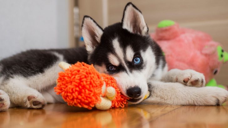 17 Best Toys For Huskies That Will Keep Them Away From Shoes