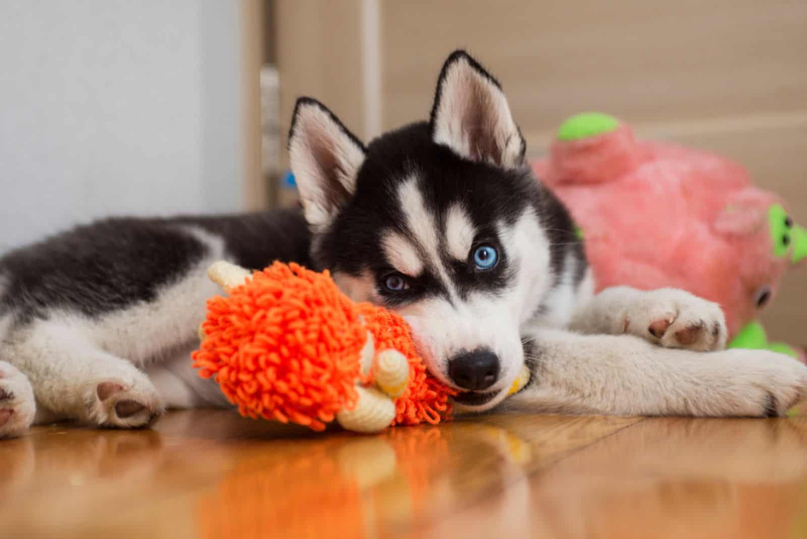 Huskies lie on the floor and play with a toy