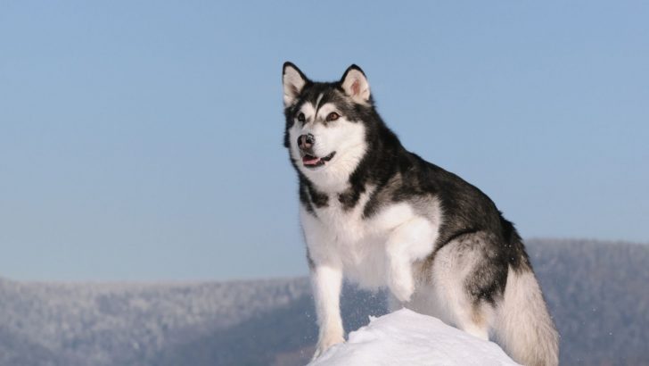 24 Muscular Dog Breeds You Don’t Have To Be Afraid Of