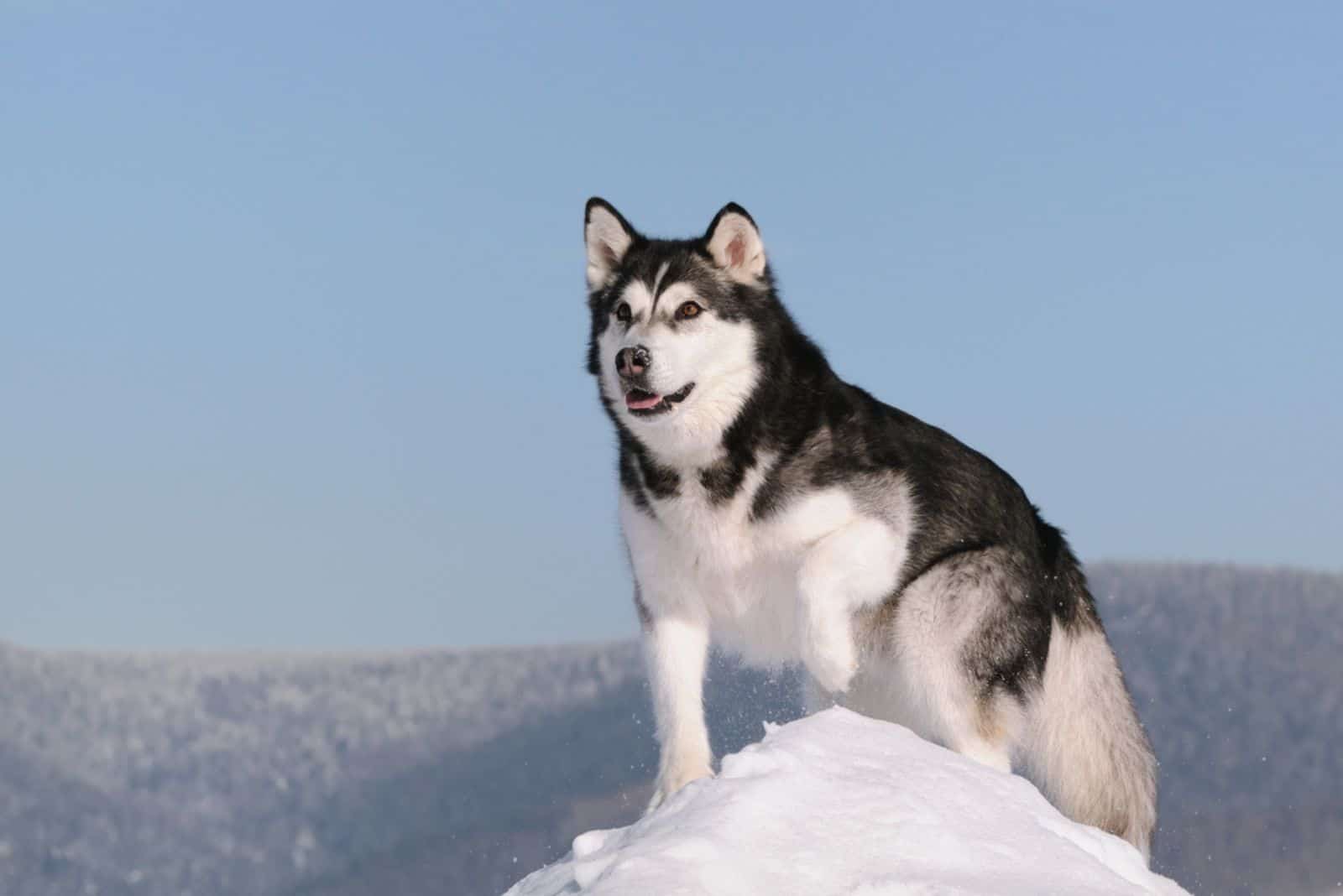 Alaskan Malamute in the snow