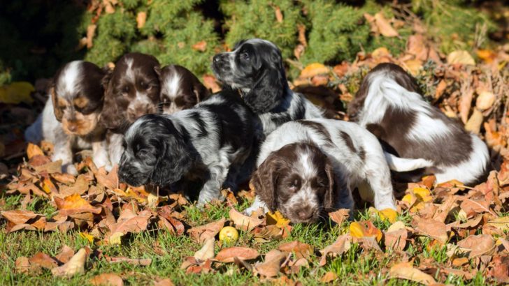 3 Cocker Spaniel Breeders In Oregon