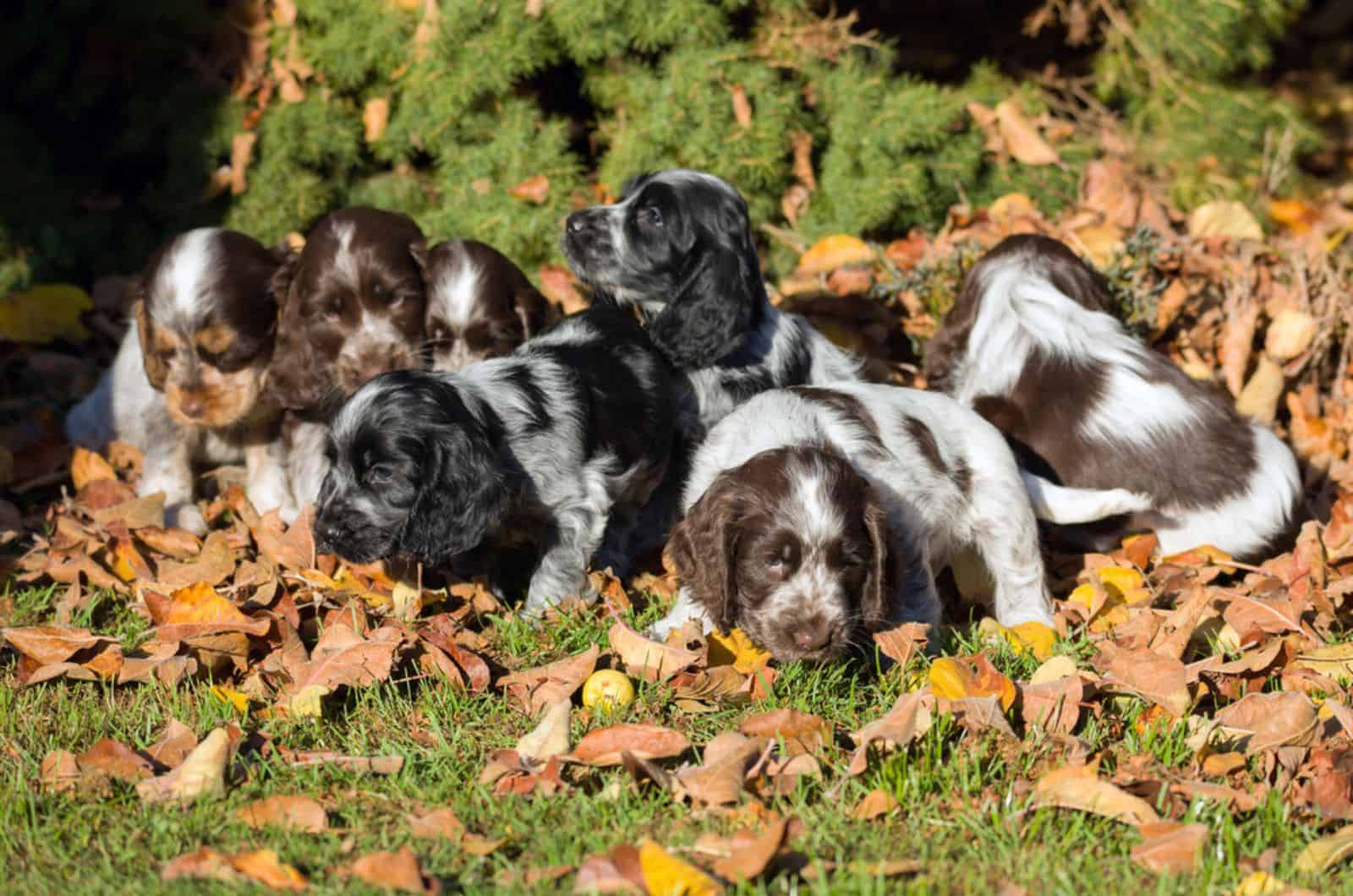 cocker spaniel puppies in garden