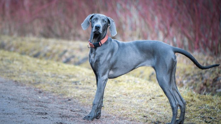 4 Steps To A Blue Weimaraner Dog