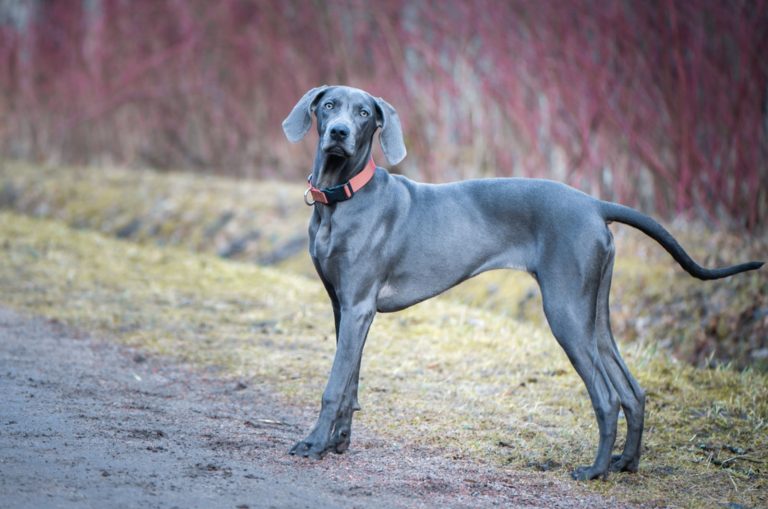 blue weimaraner dog in nature