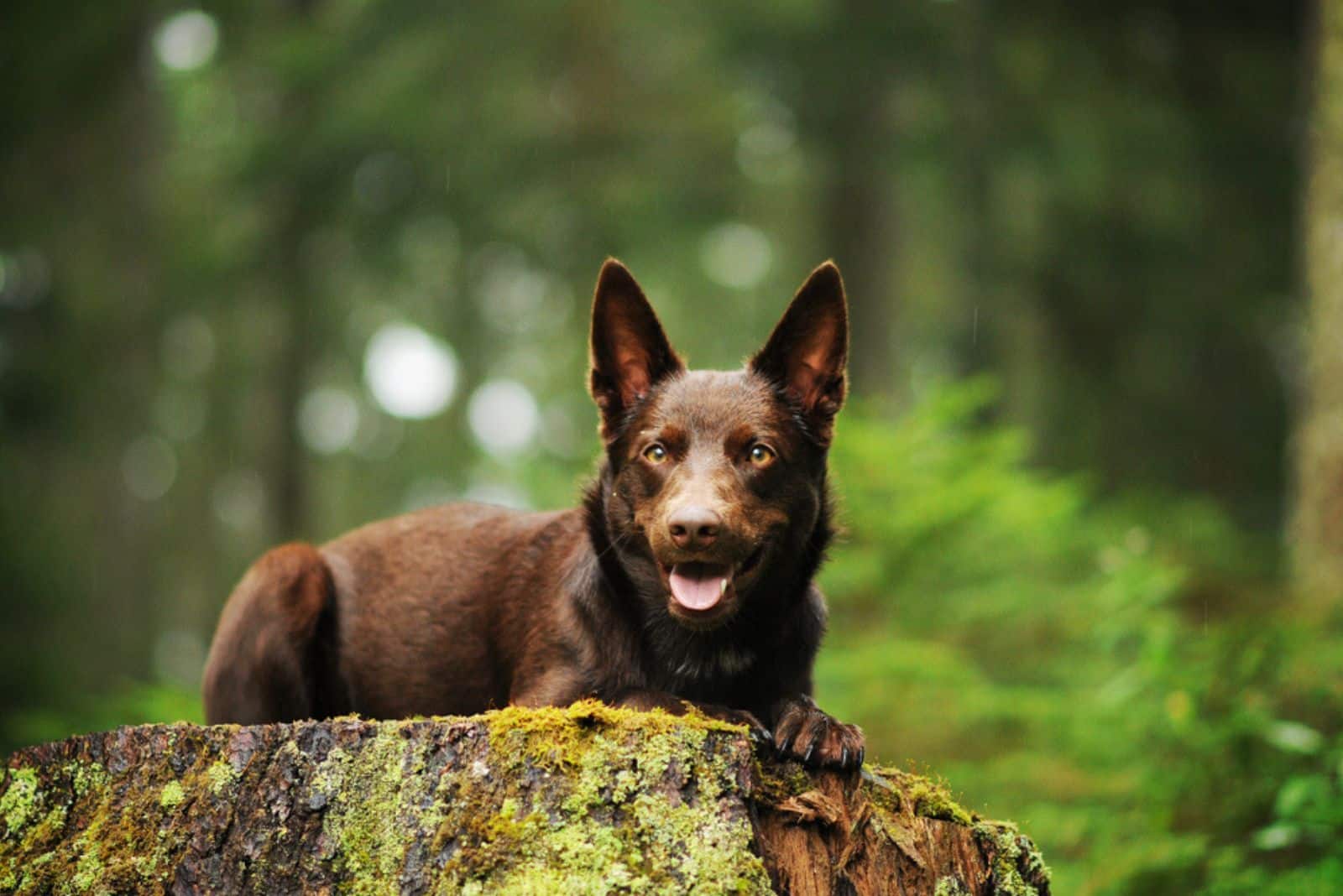 5 Australian Kelpie Breeders The Australians Would Be Proud Of