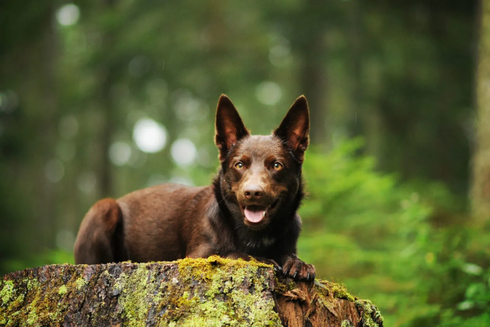 Australian kelpie in the forest during the rain