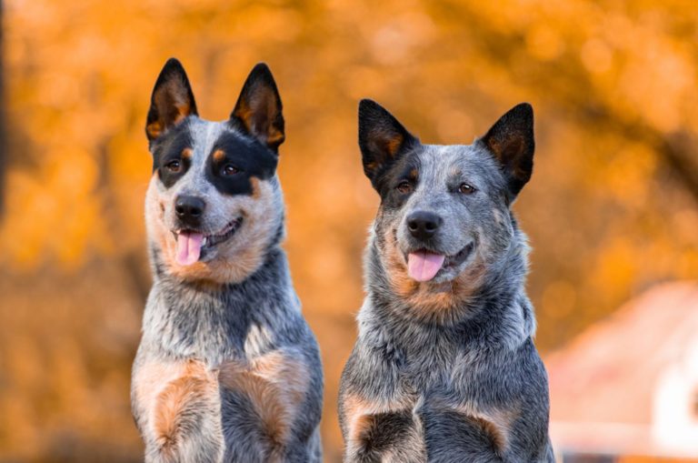 two blue heeler dogs in nature
