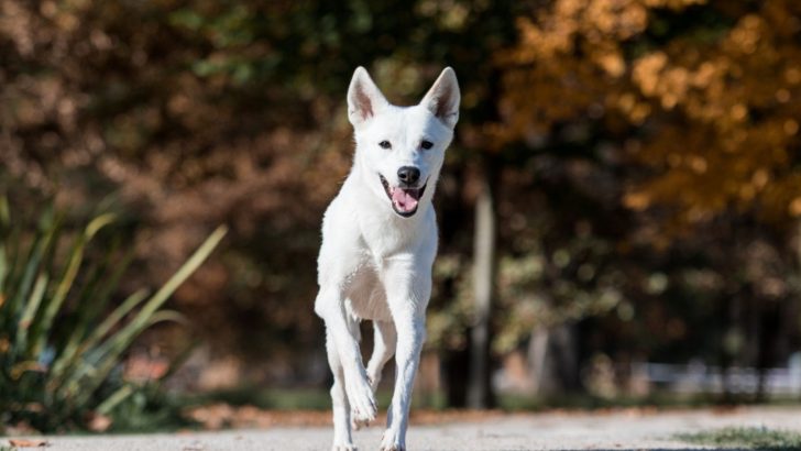 5 Canaan Dog Breeders Need <em>Your</em> Help To Make The Breed Famous