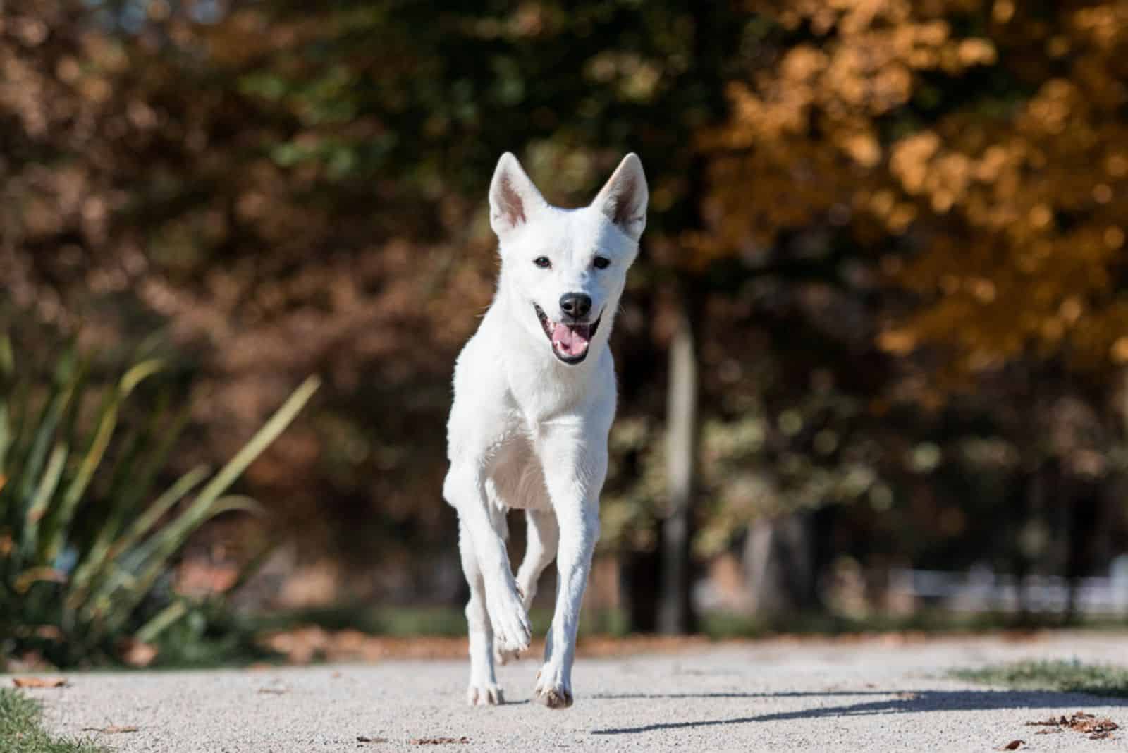 canaandog walking in the park