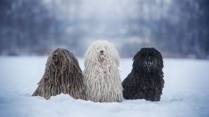 5 Puli Breeders In The U.S. – Find Your Wooly Puli