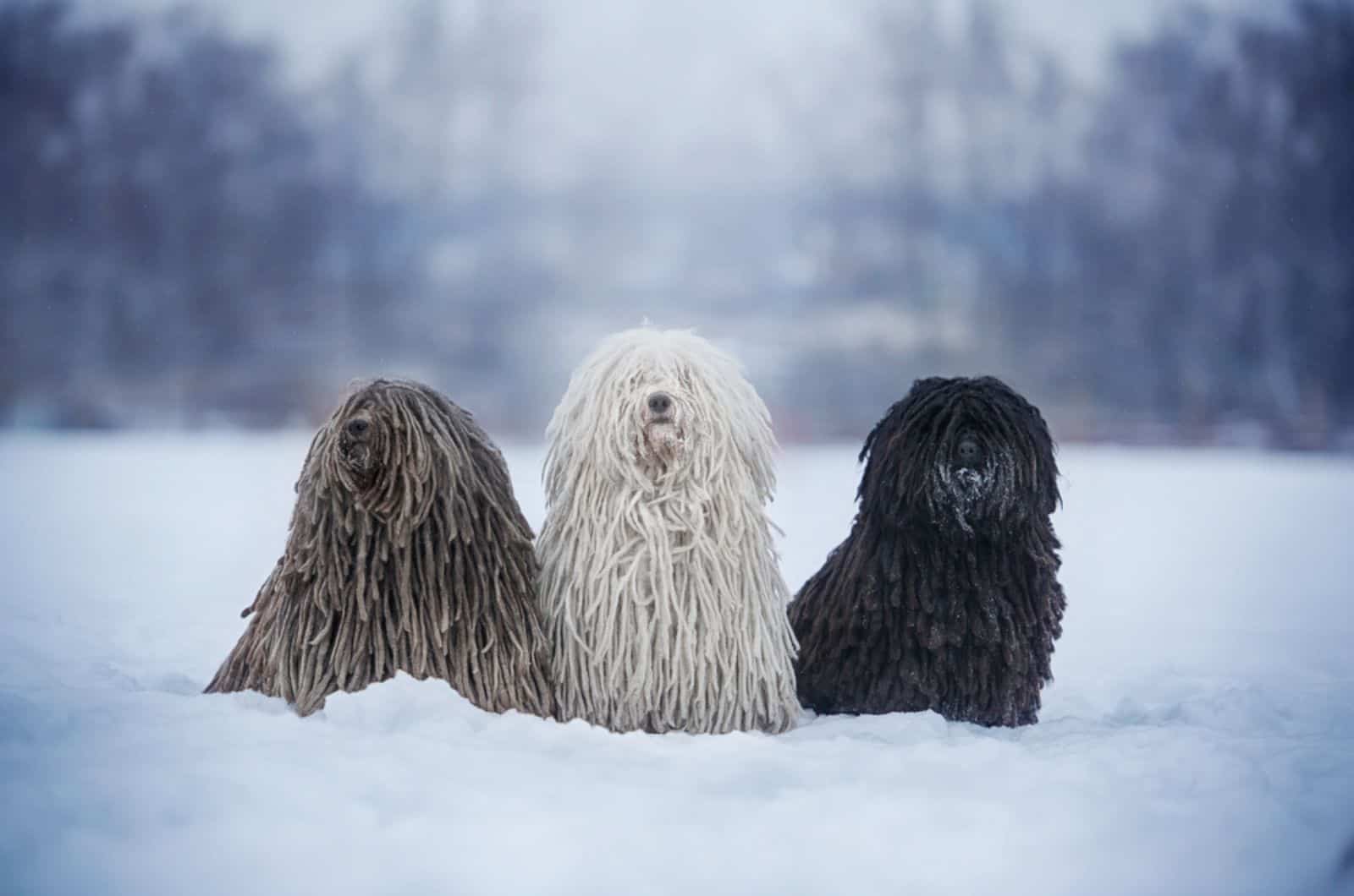 three puli dogs in the snow