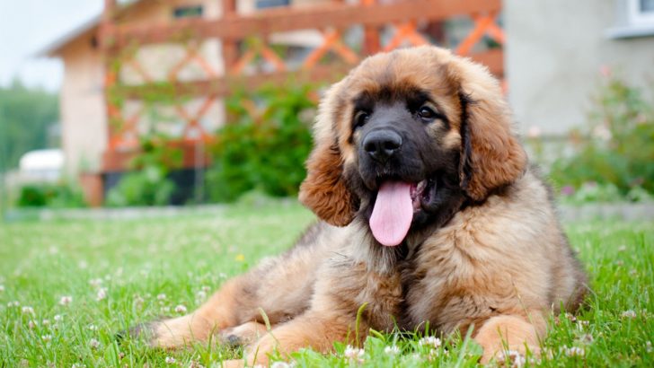 6 Leonberger Breeders That Are Giants Of The Industry