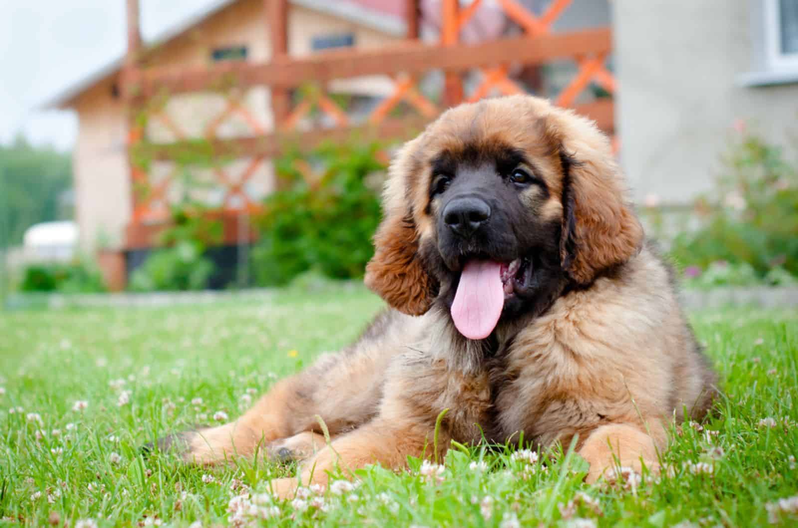 leonberger puppy resting in the yard
