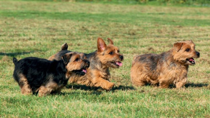 6 Norfolk Terrier Breeders: The Best In The States