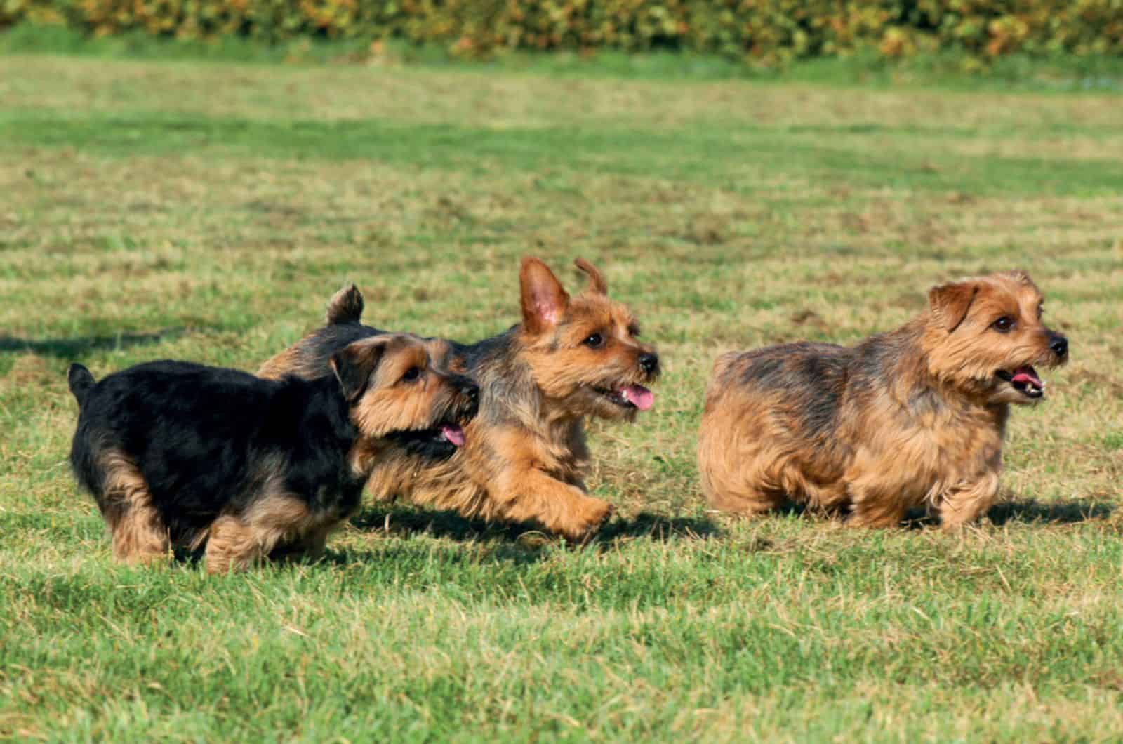 three norfolk terrier dogs running on the lawn