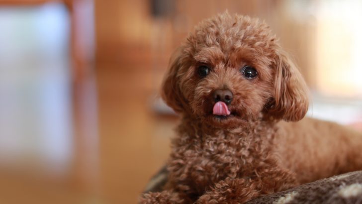 6 Toy Poodle Breeders In UK The Poodle World Envies