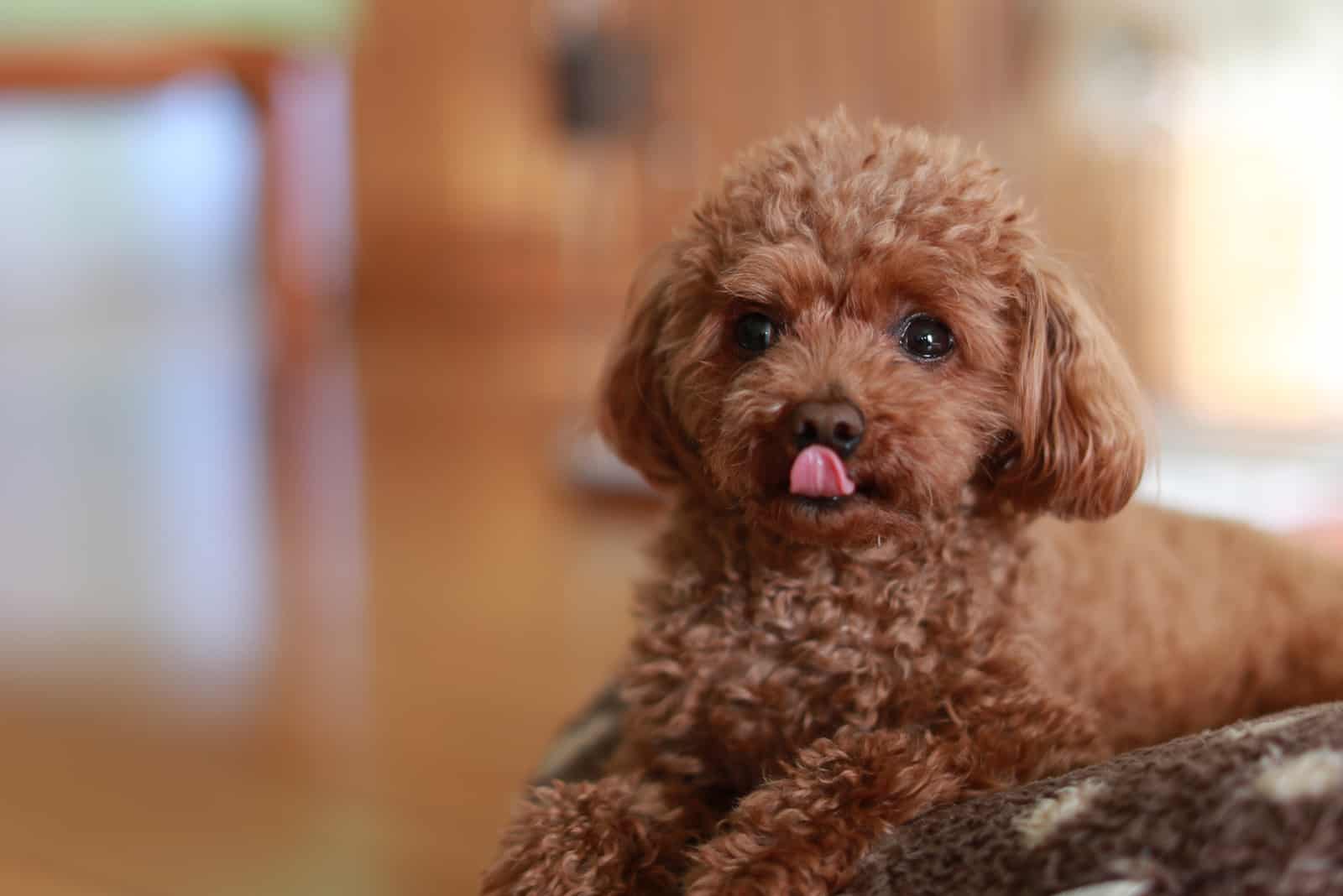 cute brown toy poodle