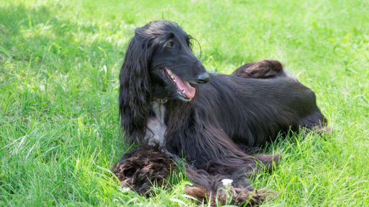 7 Afghan Hound Breeders You Should Check Out