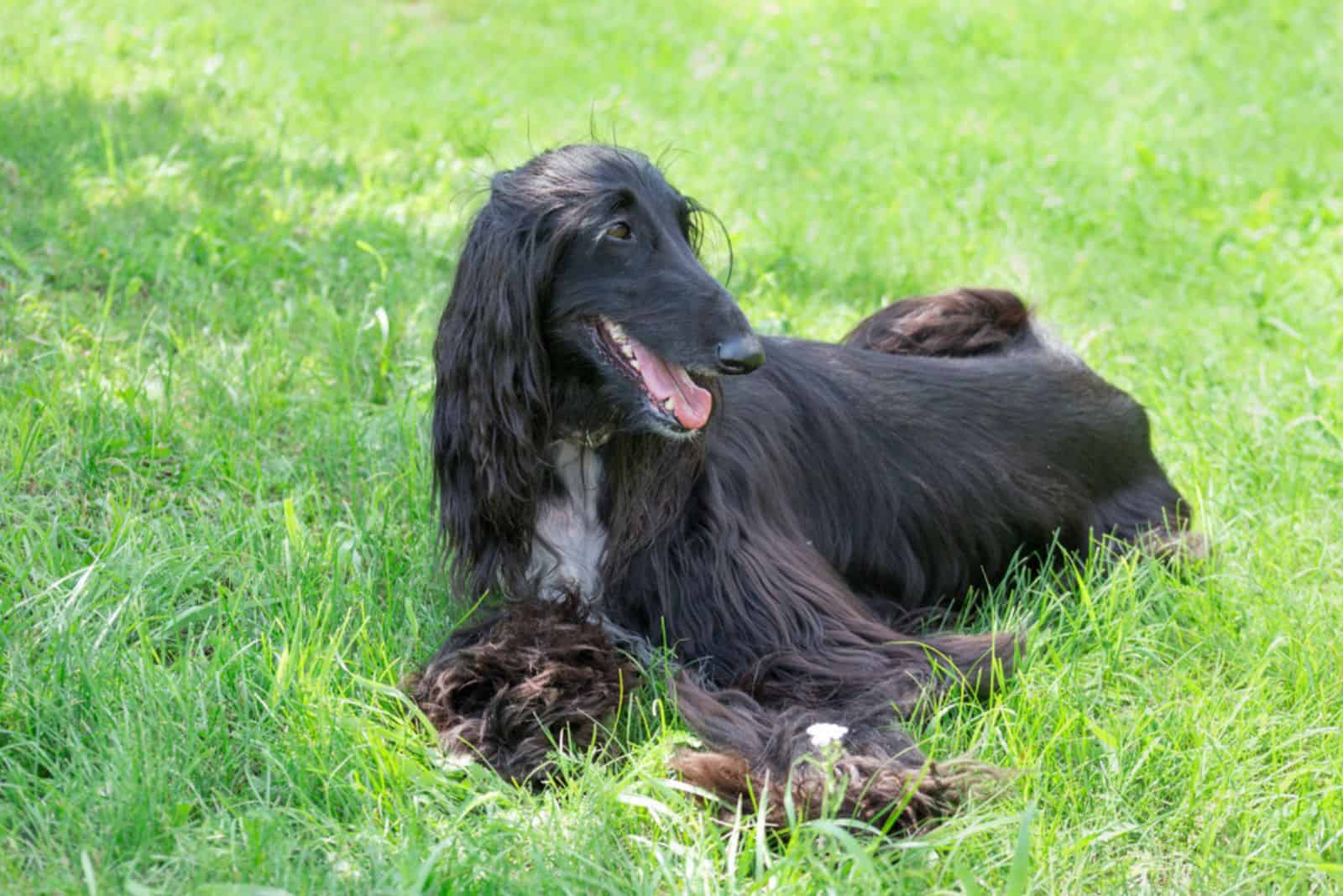 afghan hound laying outdoor on the grass