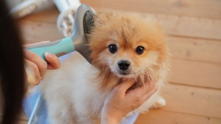 7 Best Brushes For A Pomeranian’s Fluffy Coat