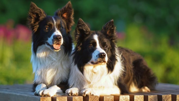 7 Border Collie Breeders In Michigan To Herd Your Expectations