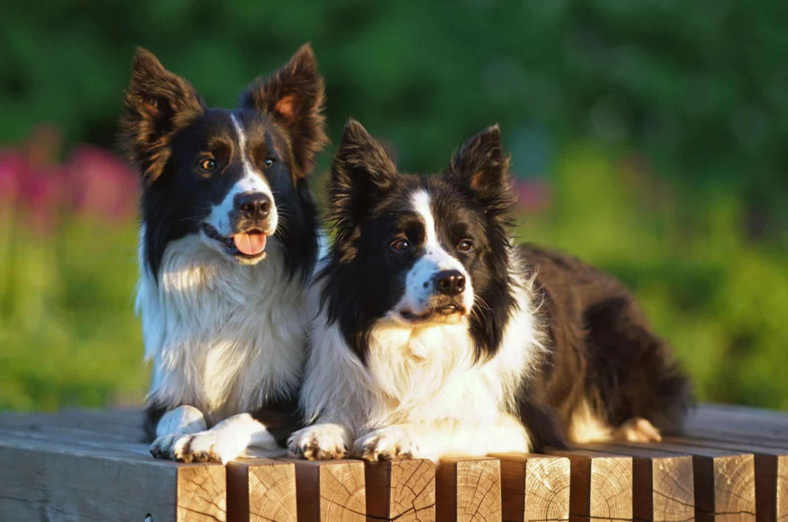two border collie dogs sitting oudoors