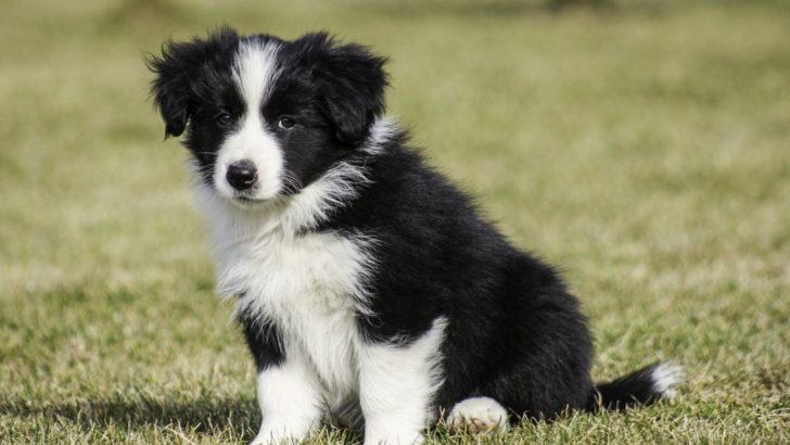 7 Border Collie Breeders In Oregon: Find The Perfect Collie